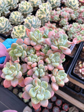 Load image into Gallery viewer, Graptosedum miul - April Farm/Rare Succulents