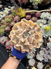 Load image into Gallery viewer, Echeveria &#39;Liberia&#39; Variegated (1) - April Farm/Rare Succulent
