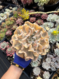 Echeveria 'Liberia' Variegated (1) - April Farm/Rare Succulent