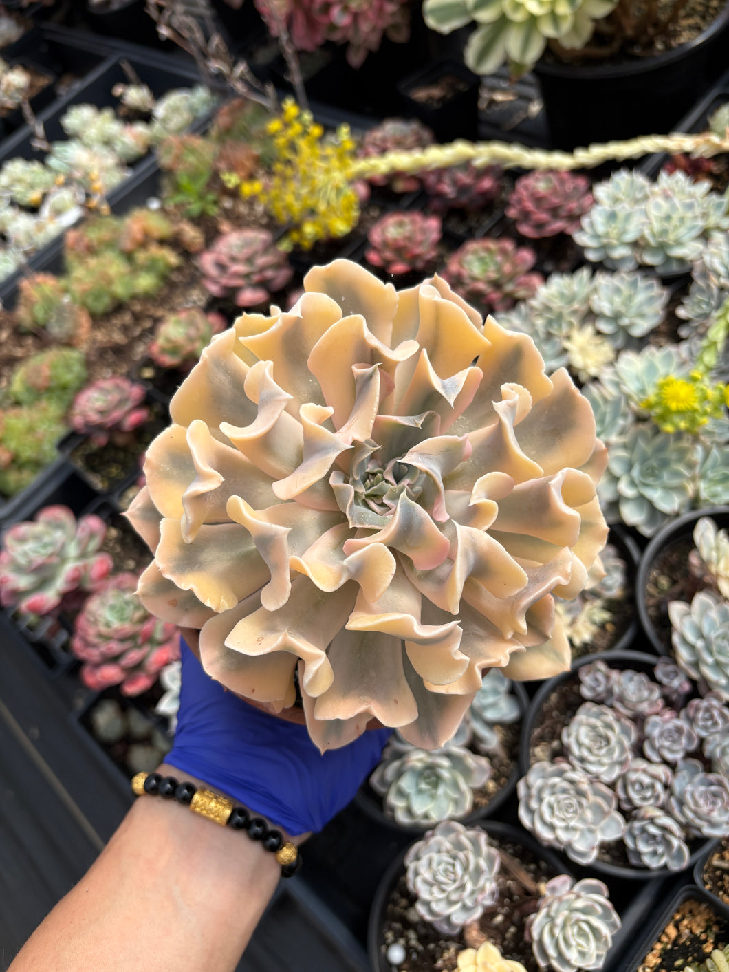 Echeveria 'Liberia' Variegated (1) - April Farm/Rare Succulent