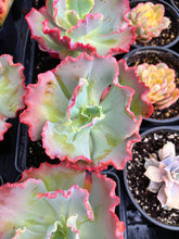 Load image into Gallery viewer, Echeveria Mystic Frills - April Farm/Rare Succulent