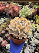 Load image into Gallery viewer, Echeveria &#39;Liberia&#39; Variegated (1) - April Farm/Rare Succulent
