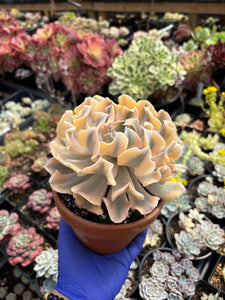 Echeveria 'Liberia' Variegated (1) - April Farm/Rare Succulent
