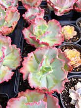Load image into Gallery viewer, Echeveria Mystic Frills - April Farm/Rare Succulent