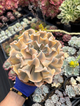 Load image into Gallery viewer, Echeveria &#39;Liberia&#39; Variegated (1) - April Farm/Rare Succulent

