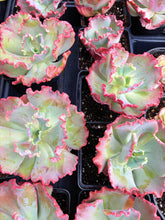 Load image into Gallery viewer, Echeveria Mystic Frills - April Farm/Rare Succulent