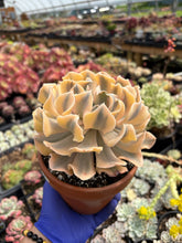 Load image into Gallery viewer, Echeveria &#39;Liberia&#39; Variegated (1) - April Farm/Rare Succulent
