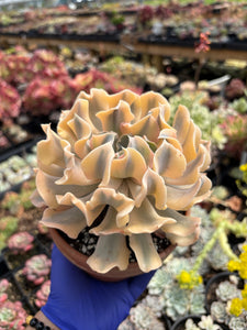 Echeveria 'Liberia' Variegated (1) - April Farm/Rare Succulent