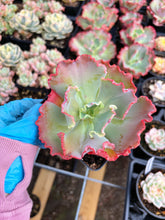 Load image into Gallery viewer, Echeveria Mystic Frills - April Farm/Rare Succulent