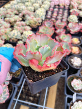 Load image into Gallery viewer, Echeveria Mystic Frills - April Farm/Rare Succulent