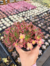Load image into Gallery viewer, Aeonium Cream Tea/Sweet Tea - April Farm/Rare Succulents