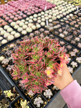 Load image into Gallery viewer, Aeonium Cream Tea/Sweet Tea - April Farm/Rare Succulents