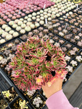 Load image into Gallery viewer, Aeonium Cream Tea/Sweet Tea - April Farm/Rare Succulents