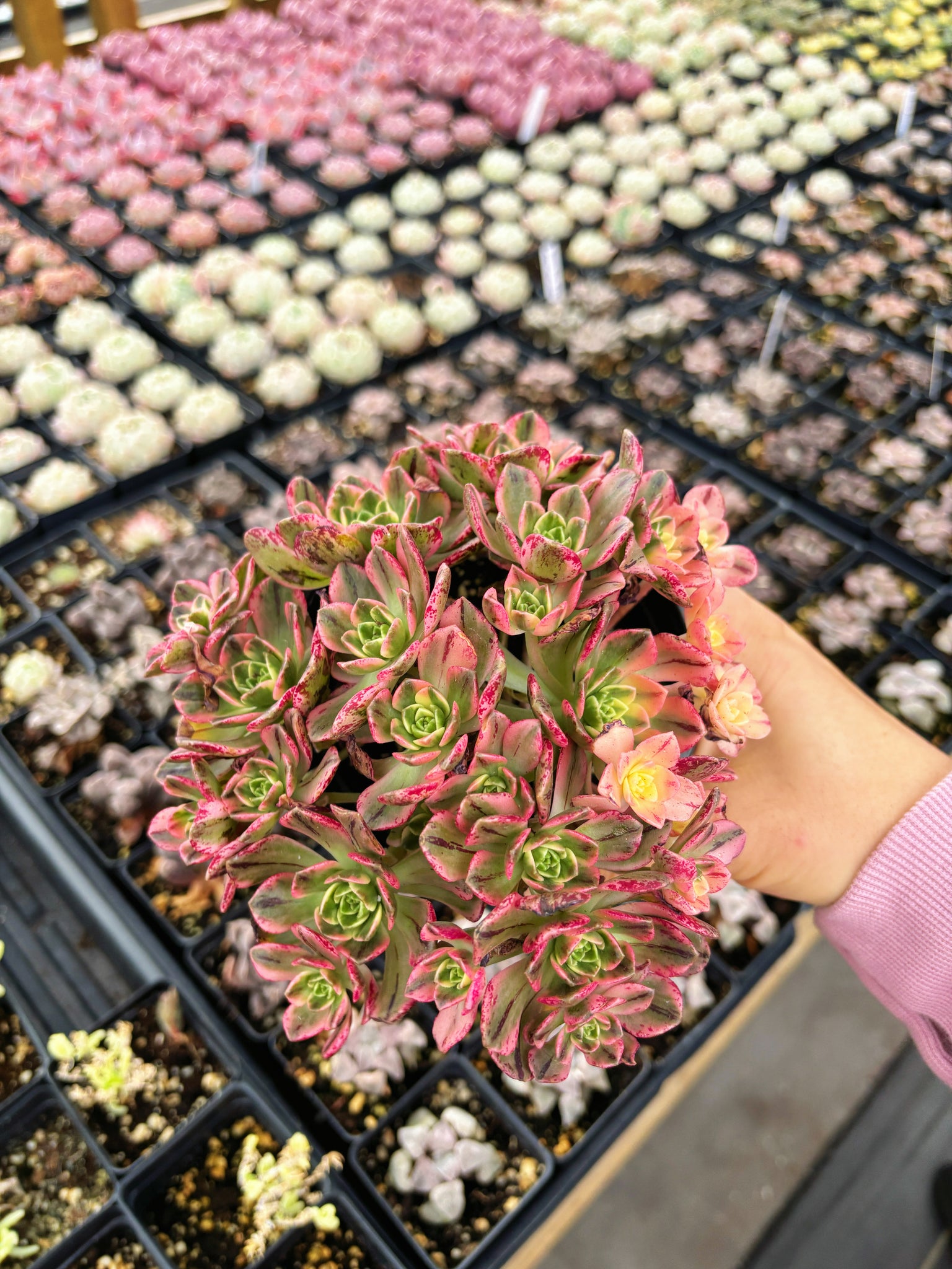succulents aeonium Aeonium Cream Tea/Sweet Tea