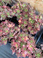 Load image into Gallery viewer, Aeonium Cream Tea/Sweet Tea - April Farm/Rare Succulents