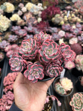 Load image into Gallery viewer, Echeveria Variegated Weariness - April Farm/Rare Succulent