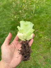 Load image into Gallery viewer, Greenovia Diplocycla ex La Gomera - &#39;Guarimiar Mountain Rose&#39; - April Farm/Rare Succulents
