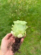 Load image into Gallery viewer, Greenovia Diplocycla ex La Gomera - &#39;Guarimiar Mountain Rose&#39; - April Farm/Rare Succulents
