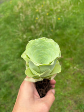 Load image into Gallery viewer, Greenovia Diplocycla ex La Gomera - &#39;Guarimiar Mountain Rose&#39; - April Farm/Rare Succulents

