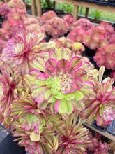 Load image into Gallery viewer, Aeonium Blushing Titan - April Farm/Rare Succulent
