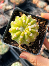 Load image into Gallery viewer, Variegated Cactus yellow and green - April Farm/Rare Succulents