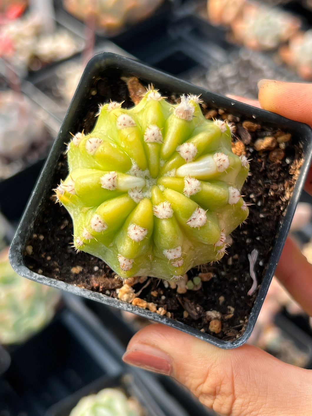 yellow succulents for sale Variegated Cactus yellow and green