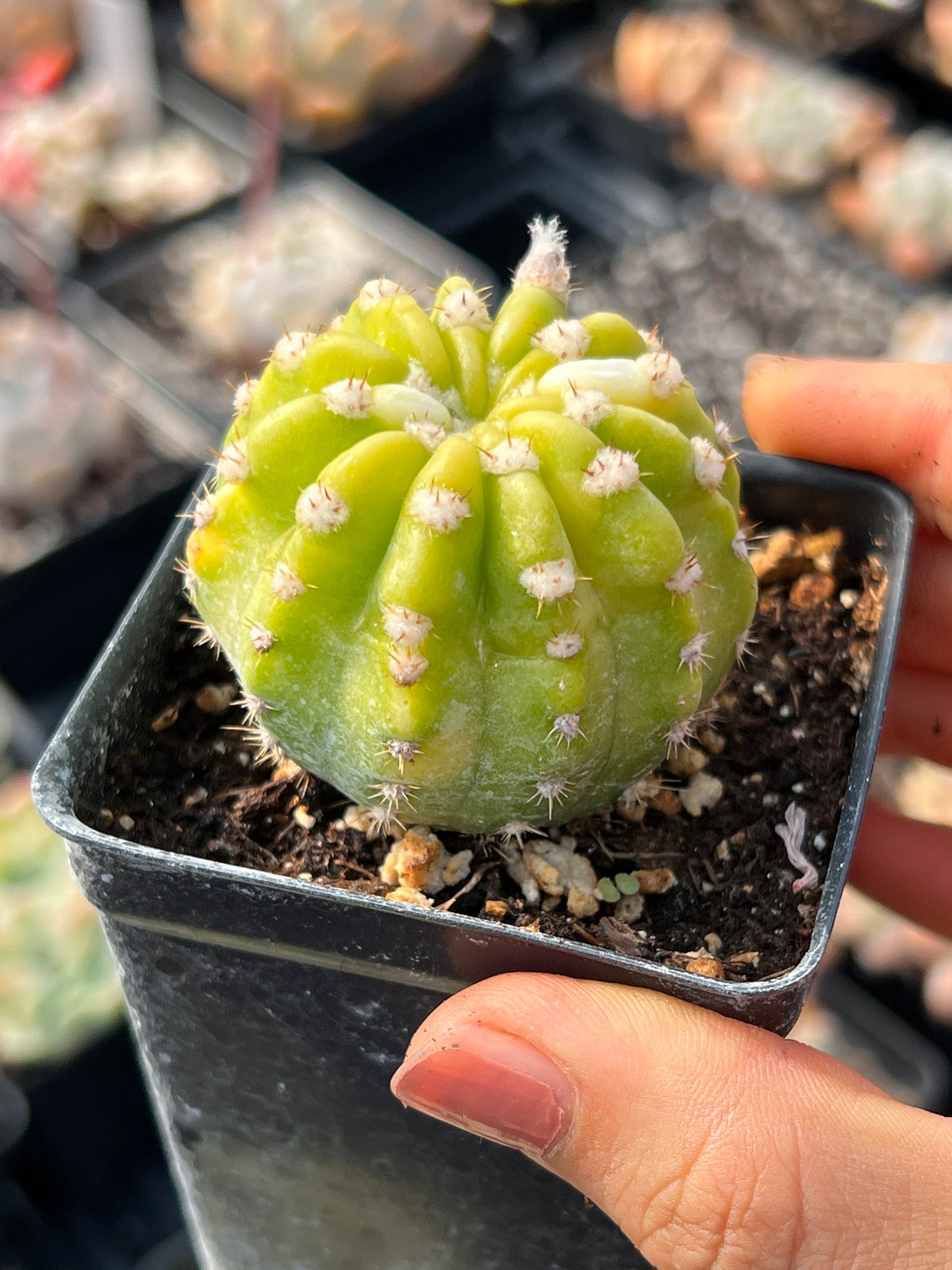 ventura cactus & succulents Variegated Cactus yellow and green