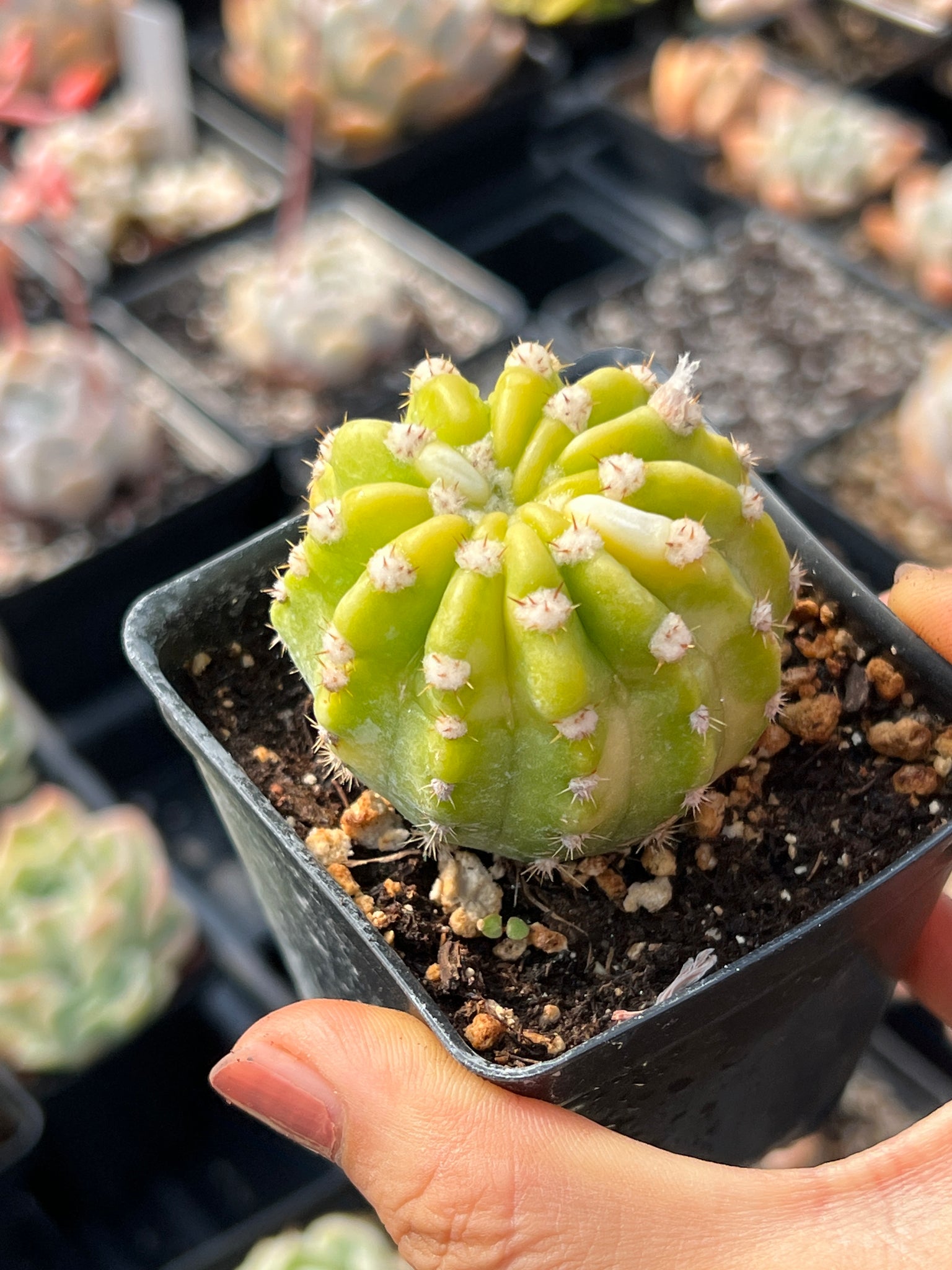 rare variegated succulents Variegated Cactus yellow and green