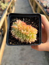 Load image into Gallery viewer, Echeveria crested Lime and Chill - April Farm/Rare Succulents