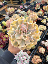 Load image into Gallery viewer, Echeveria &#39;Liberia&#39; Variegated (3) - April Farm/Rare Succulent
