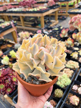 Load image into Gallery viewer, Echeveria &#39;Liberia&#39; Variegated (3) - April Farm/Rare Succulent

