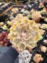 Load image into Gallery viewer, Echeveria &#39;Liberia&#39; Variegated (3) - April Farm/Rare Succulent
