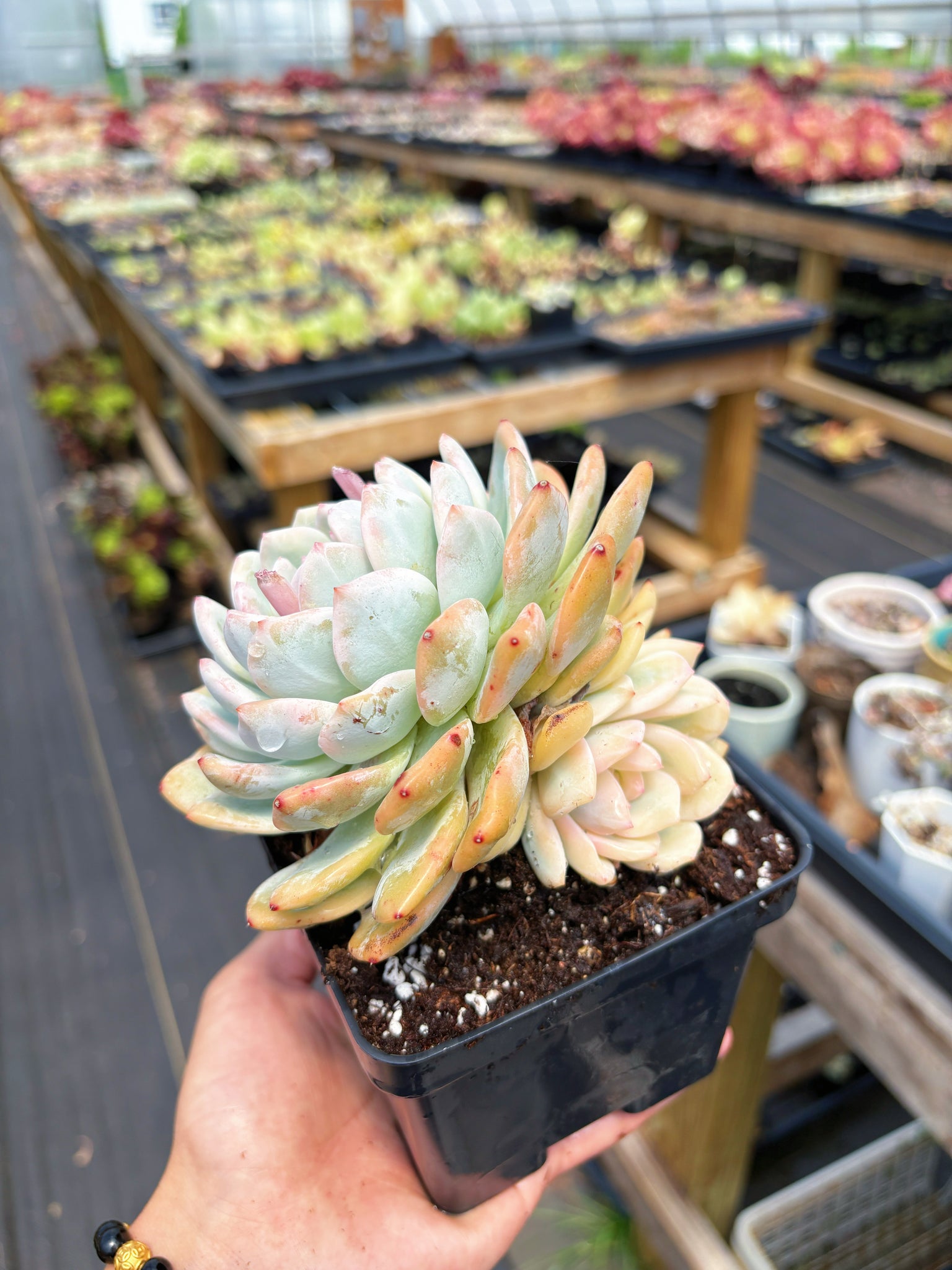 succulents variegated Echeveria Variegated Monroe Double Heads (2)