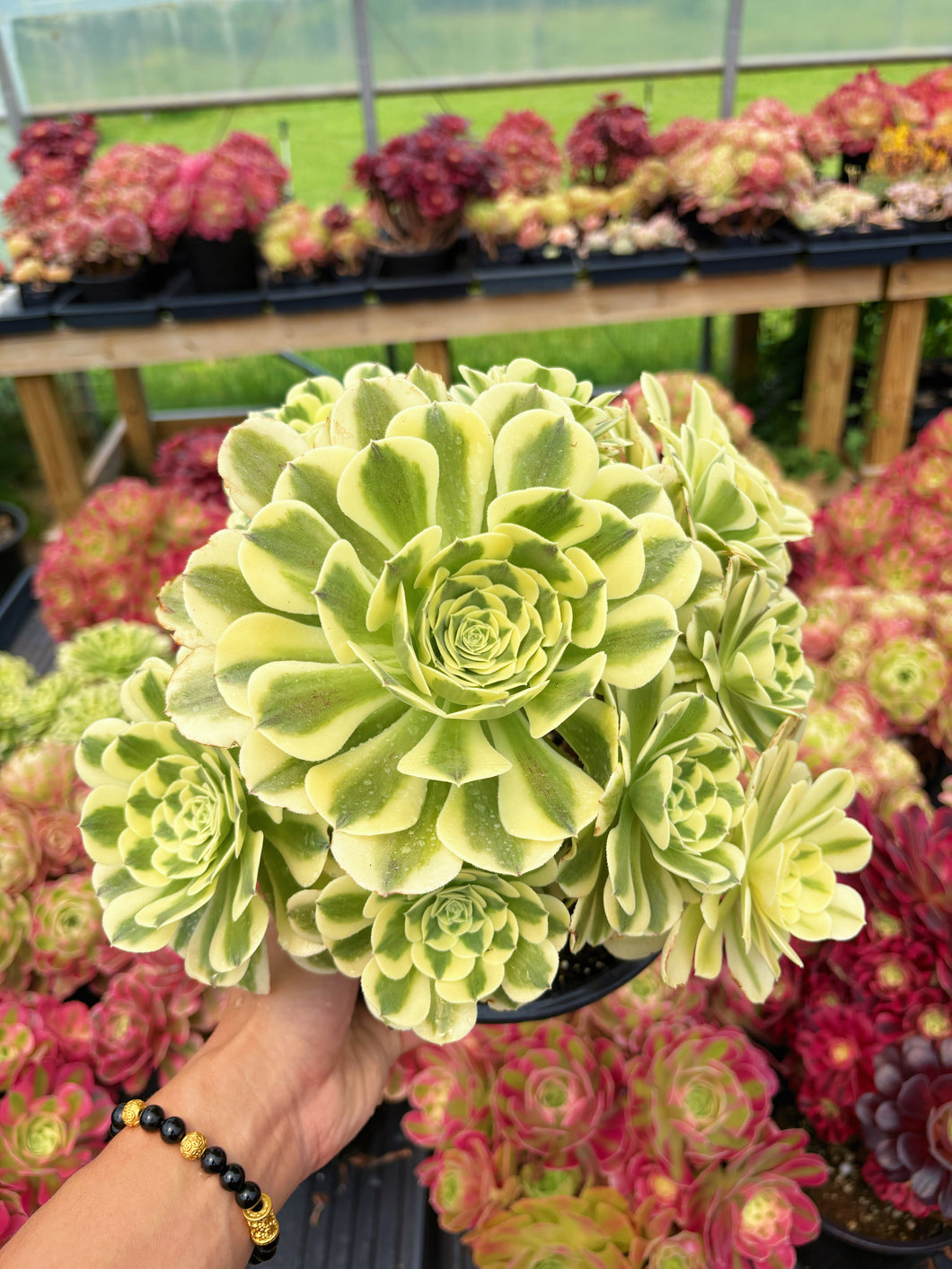 emerald spring succulent Aeonium Variegated Green Emerald