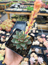 Load image into Gallery viewer, Echeveria &#39;Monocerotis&#39; variegated (2) - April Farm/Rare Succulent
