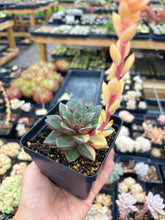 Load image into Gallery viewer, Echeveria &#39;Monocerotis&#39; variegated (2) - April Farm/Rare Succulent
