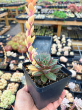 Load image into Gallery viewer, Echeveria &#39;Monocerotis&#39; variegated (2) - April Farm/Rare Succulent
