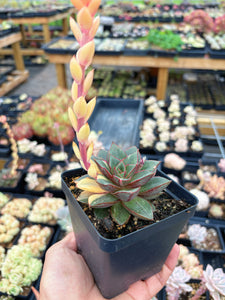 Echeveria 'Monocerotis' variegated (2) - April Farm/Rare Succulent