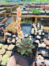 Load image into Gallery viewer, Echeveria &#39;Monocerotis&#39; variegated (2) - April Farm/Rare Succulent
