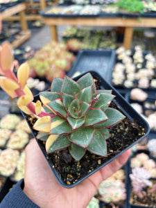 Echeveria 'Monocerotis' variegated (2) - April Farm/Rare Succulent