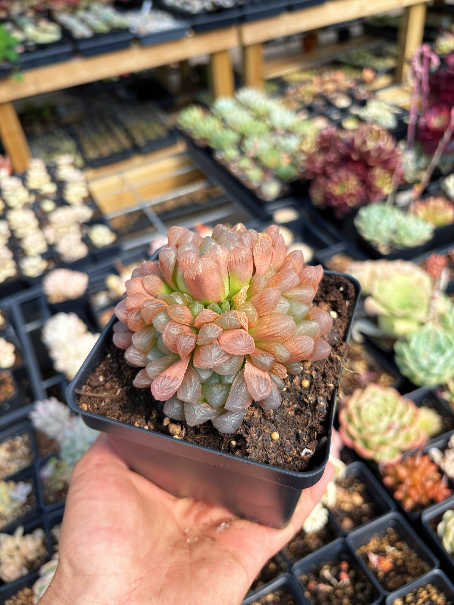 large blue succulent Haworthia Obtuse cv. 'Blue Mirror' Large Cluster (1)
