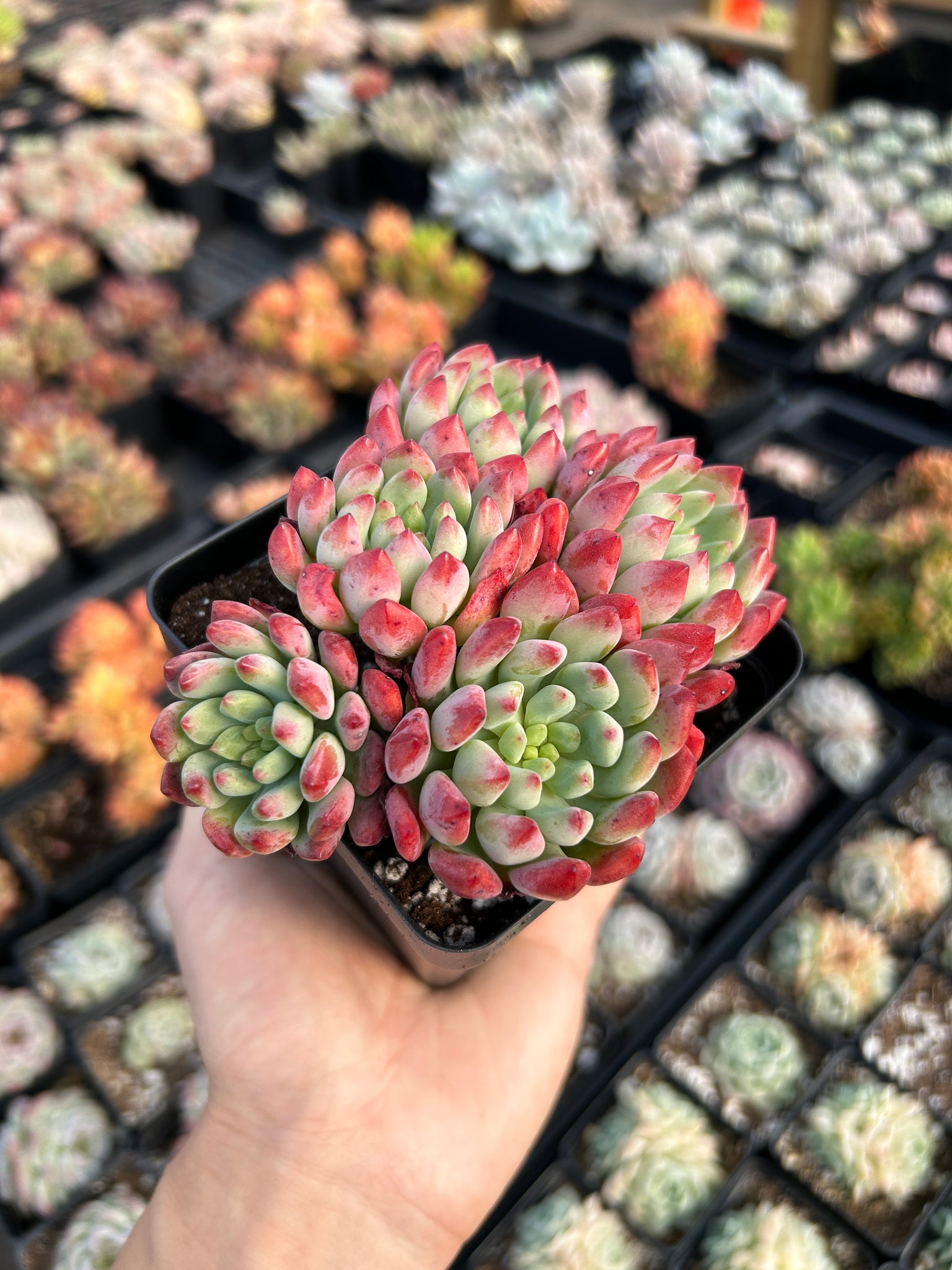 blue elf succulent Echeveria "Blue Elf" aka "Blue Apple" (cluster may fall apart)- April – April Farm