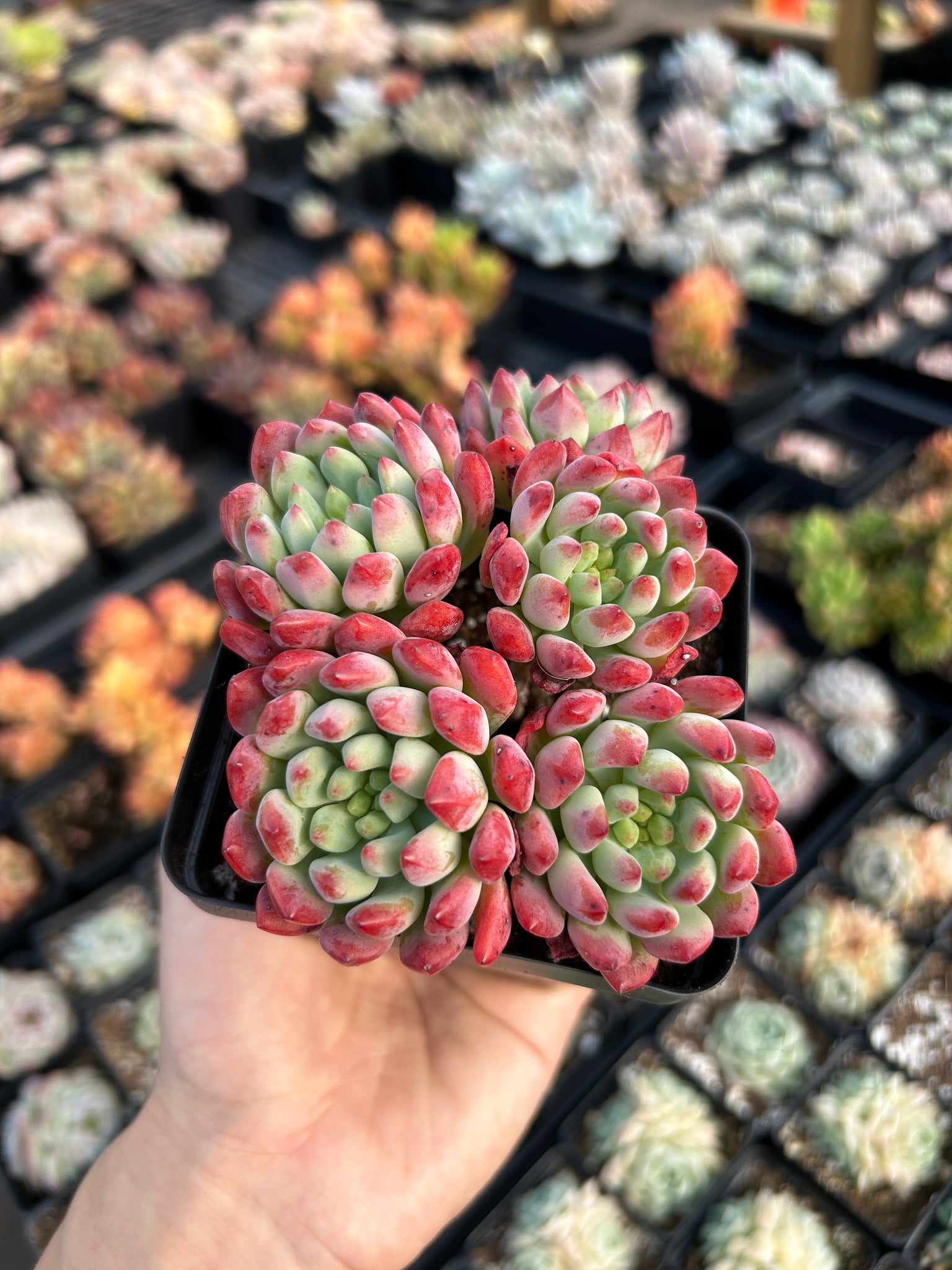 blue elf succulent flowers Echeveria "Blue Elf" aka "Blue Apple" (cluster may fall apart)- April – April Farm