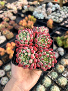 red apple succulent Echeveria "Blue Elf" aka "Blue Apple" (cluster may fall apart)- April – April Farm