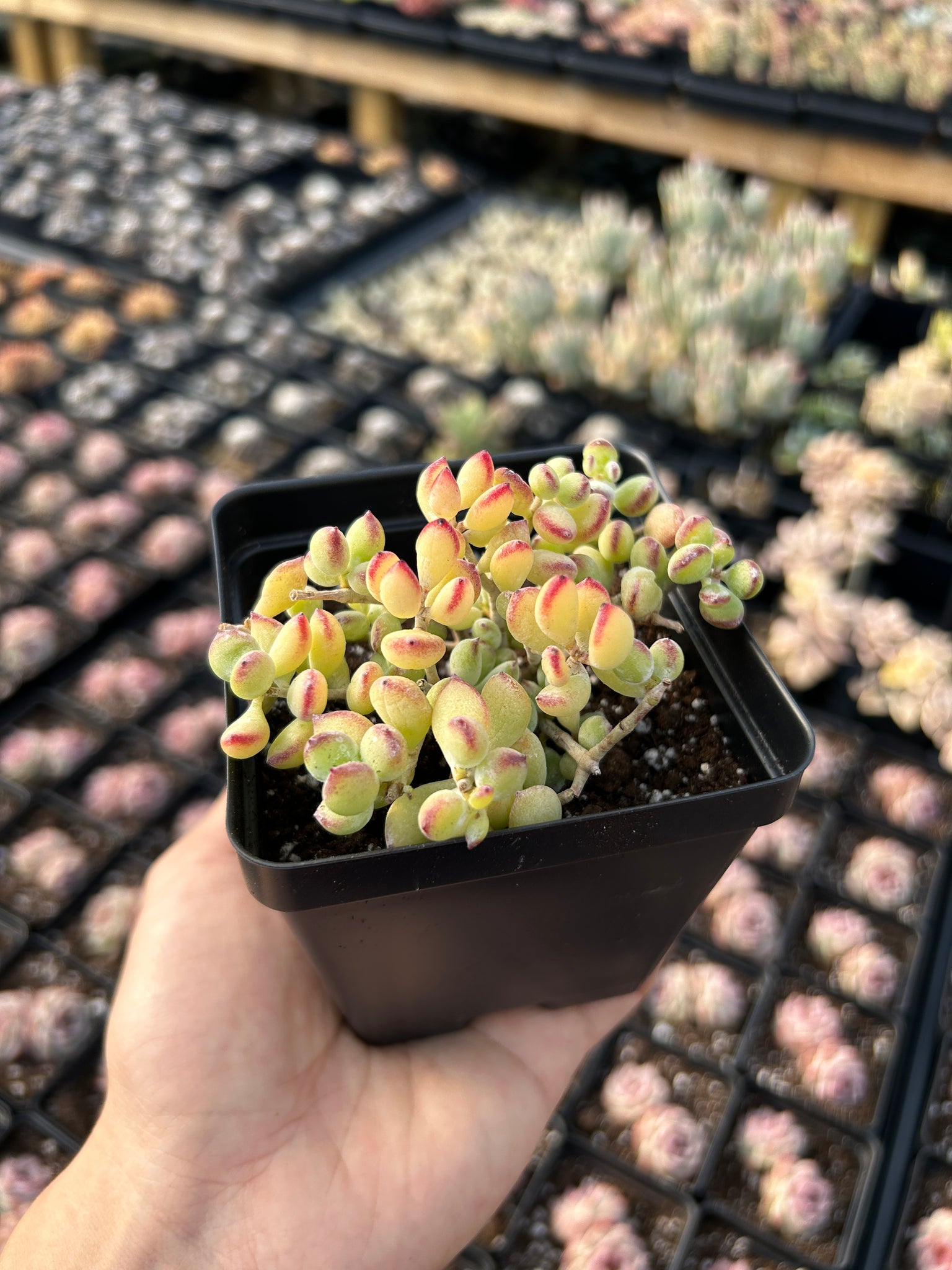 cotyledon succulent for sale Cotyledon pendens
