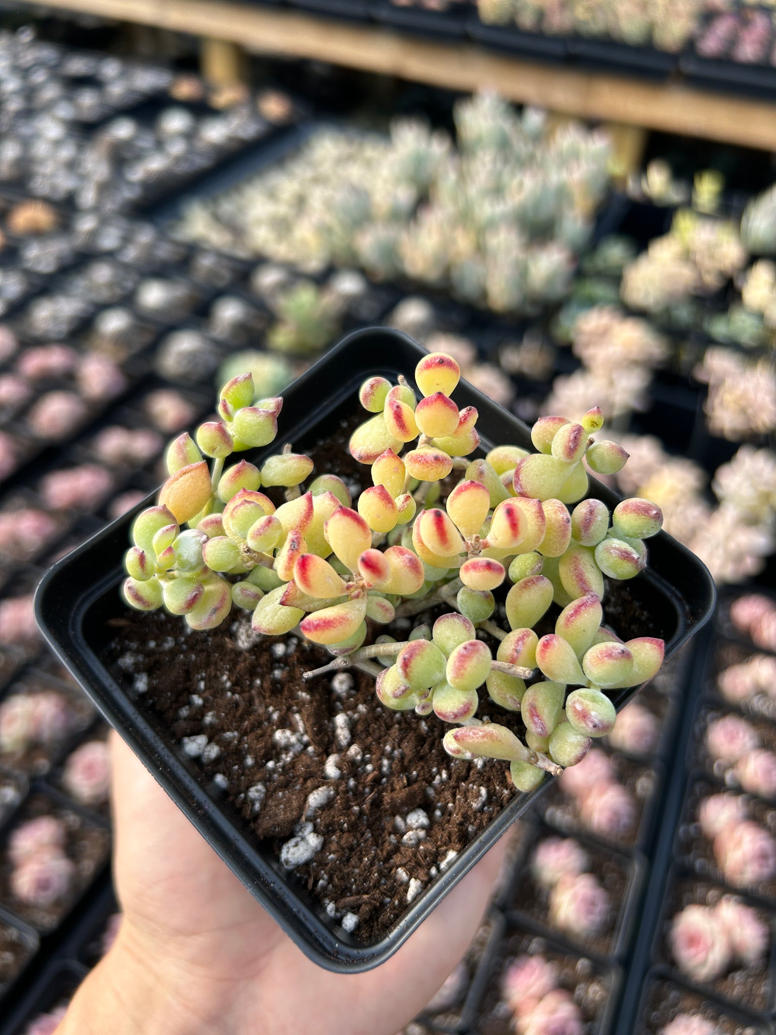 cotyledon succulent species Cotyledon pendens