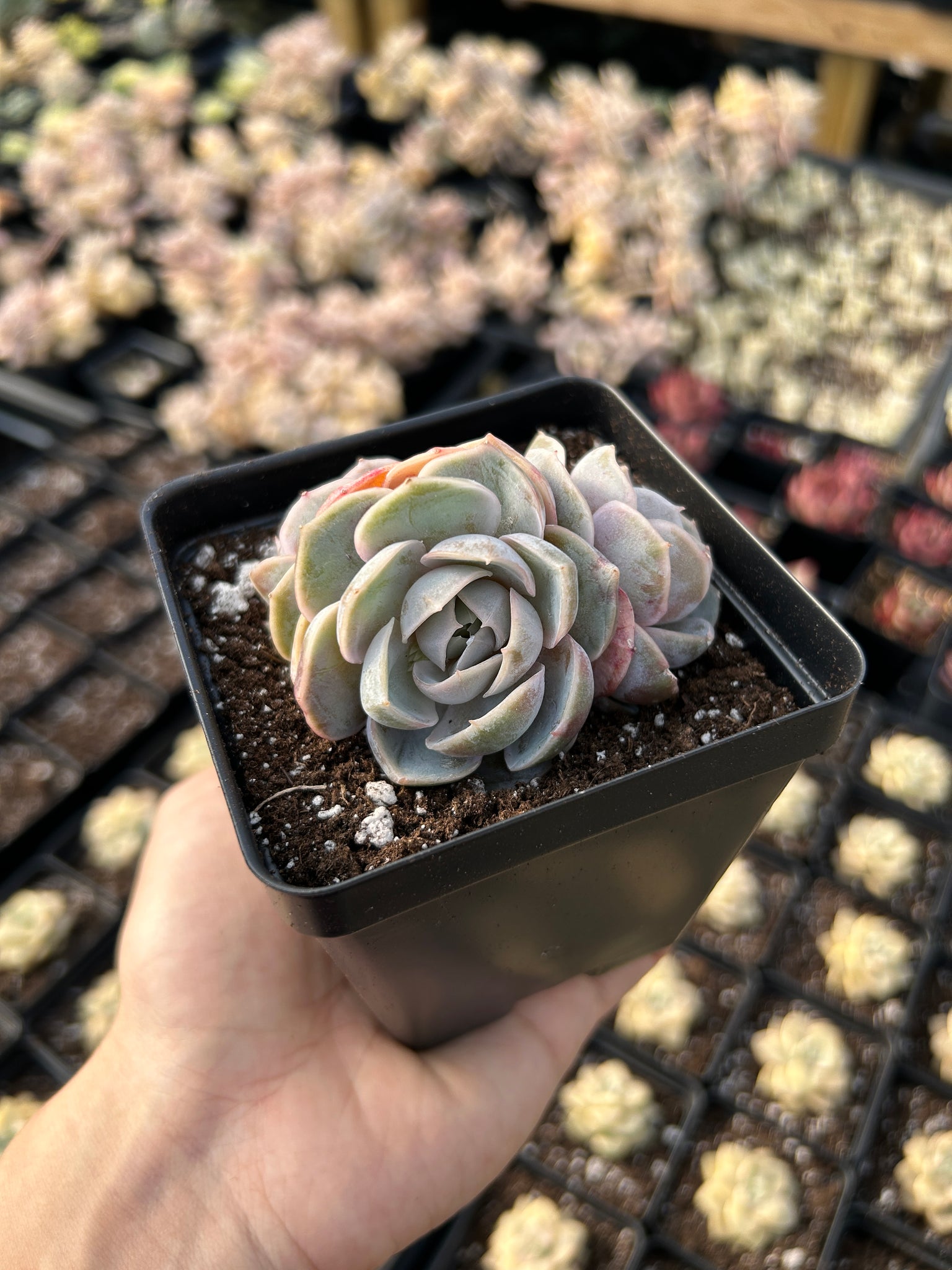 blue surprise succulent Echeveria Elegans 'Blue Wonders'