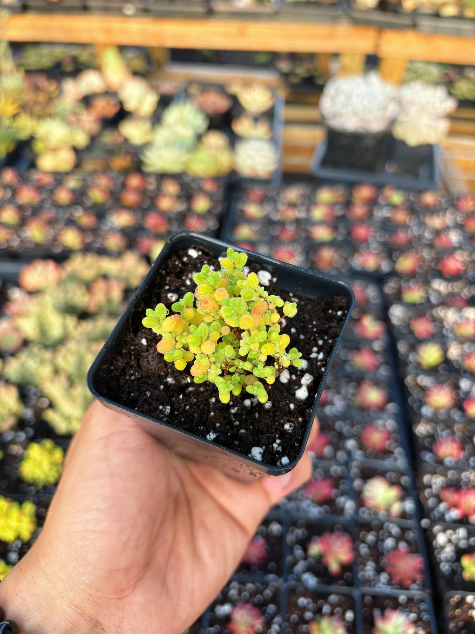 edible sugar succulents Drosanthemum Sugar Ball