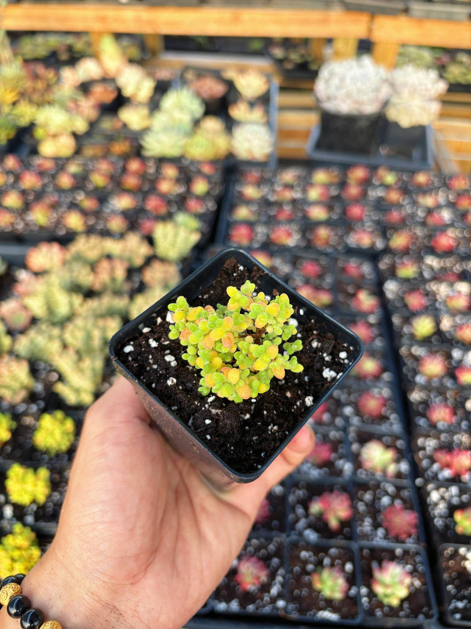 succulent sugar Drosanthemum Sugar Ball