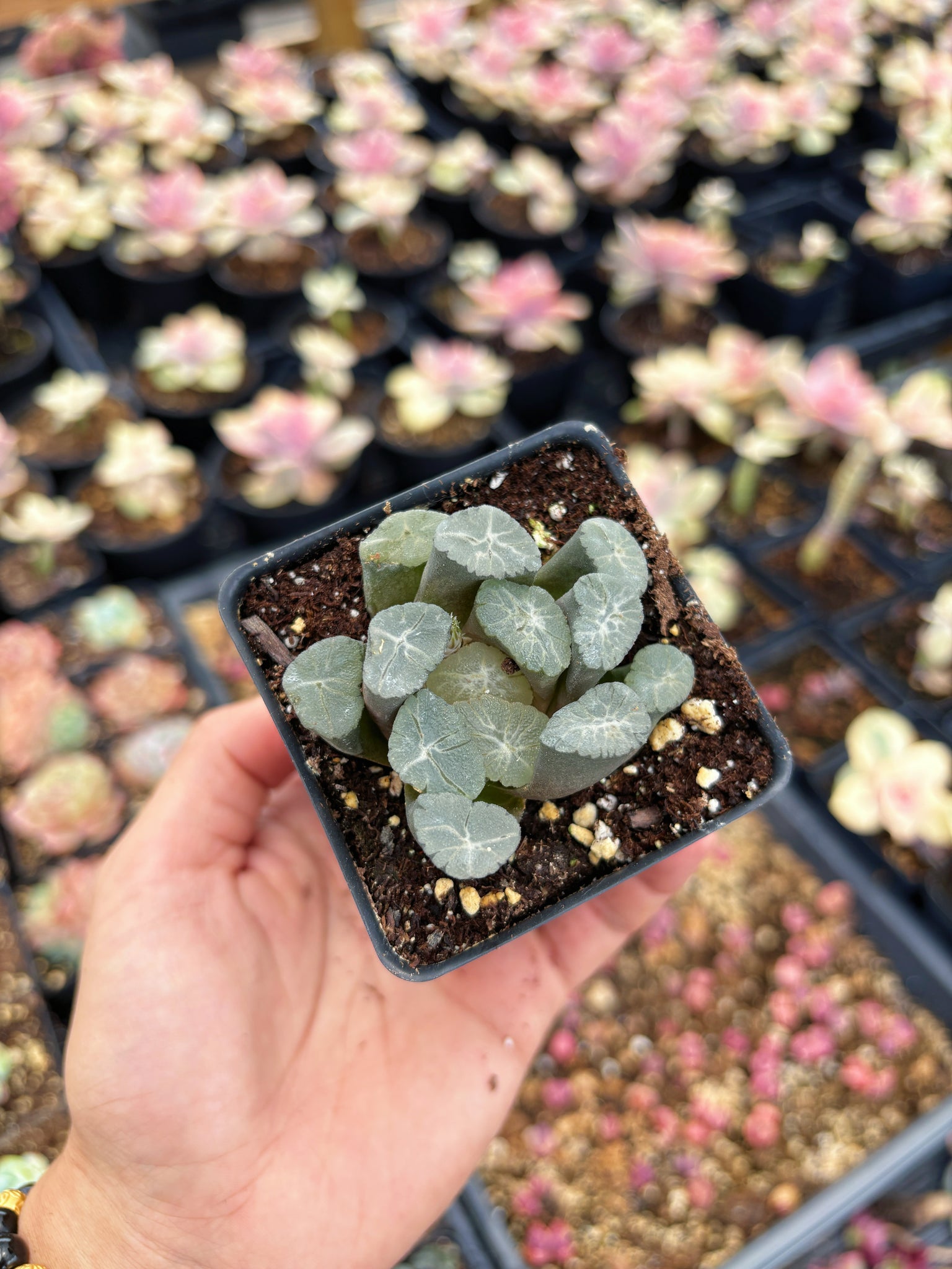 haworthia succulent flowering Haworthia Maughanii Flower Rhombus